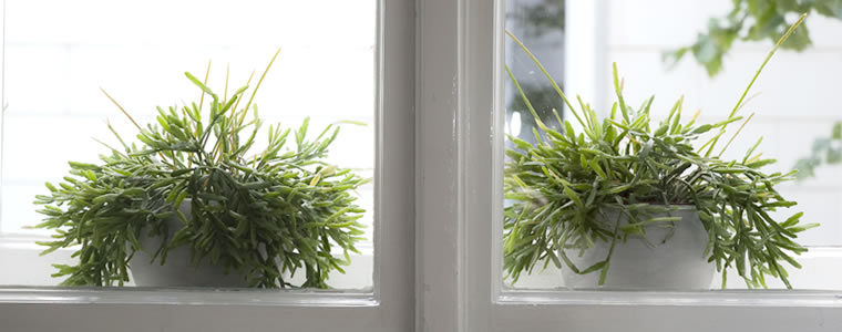 Pflanzen im Fenster