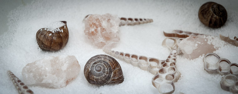 Meersalz und Muscheln